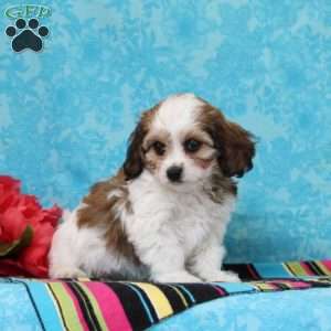 Diamond, Cavachon Puppy